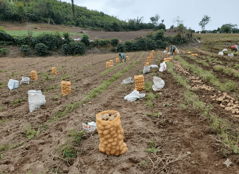 Farmer in potato field representing sustainable agriculture